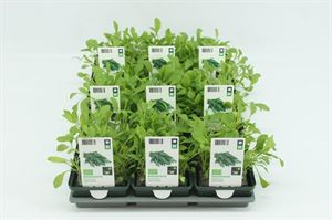 Bild von Rucola